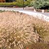 Bloomique - Set di 3 - Pennisetum alopecuroides 'Hameln' - Pianta Ornamentale piuma (penniseto) - Graminacea - Resistente al freddo - Altezza 10-20 cm - Vaso 9x9 cm