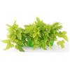 POWERS TO FLOWERS - IPOMEA LIME, 3 PIANTE, VASO 14 CM, piante vere