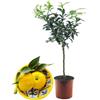 SUN TOUCH Pianta di Yuzu - Citrus junos - H50-60cm - vaso ø18 (Vaso Coccio)