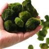 DR. moss (Water plants) 10 Giant Living Marimo sfere di muschio (~ 5,1 cm) + 1 piccolo Marimo free. Live Cladophora acquario piante acquatiche per Fish Tank o gamberetti, 8 - 15 anni, per Discus Betta decorazione ornamento cristallo rosso ciliegia …
