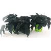 POWERS TO FLOWERS - IPOMEA BLACK-NERA, 3 PIANTE, VASO 14 CM, piante vere