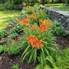 Bloomique - Set di 3 - Hemerocallis Sammy Russell - Daylily - Ricca fioritura - Resistente - Perenne - Altezza 10-20 cm - Vaso da 9 cm