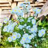 Generic Margherita spagnola, selvatici balcone semenzaio per giardino di ombra insoliti, decorazioni autunnali decorazioni giardino per esterni, 350semi