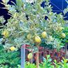 Generic limoni, limone, decorazioni giardino per esterni balcone, Aiuole rialzate biologiche per l' antiche varietà interno 80semi