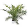 le Georgiche Vivai le Georgiche - Pianta vera di Phoenix canariensis - vaso Ø 19 cm