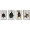 Celestron 44407-cgl 3D Specimen kit # 1, multicolore