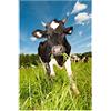 HCHES Diamond Painting Mucca Quadro 5D Diamond Painting Animale Diamante Painting Cow Cross Ricamo Kit Punto Croce Arte Decorazione da Parete 30 x 40 cm