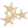 Amosfun Decorazioni Naturali Stella Overlord 3 Pollici 4 Pezzi Ornamenti Conchiglie Marine Essiccate Per Casa Matrimonio E Decorazioni Parete Artigianato Fai Da Te