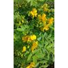 Generico Cassia Corymbosa vaso 20 60 cm in fiore foto reali