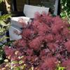 le Georgiche Vivai le Georgiche - Pianta vera di Cotinus coggygria Dusky Maiden Cotinus 'Londus' Scotano, Albero del fumo 'Dusky Maiden' - vaso Ø 15 cm - altezza alla vendita 20-30 cm