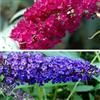 ClematisOnline 2 x Buddleja (lilla estiva): Royal Red (rosso) + Empire Blue (blu) | perenne e resistente all'inverno - Buddleia | 2 x vasi da 2 litri