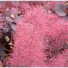 Generic Viola Smoketree, Cotinus coggygria atropurpurea, Graines (Fast vistosi, Fall Colouri) (60)