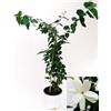 POWERS TO FLOWERS - GELSOMINO SAMBAc, JASMINUM, vaso 19cm, pianta vera