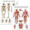 Palace Learning Set di poster anatomici del sistema muscolare e scheletrico, laminati, 2 tabelle, scheletro umano e anatomia muscolare, (45,7 x 68,7 cm)