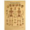 Lipfer Il Scheletrico del Corpo Grafico Anatomico Scheletro Scheletro Anatomia Poster Parete Arte Kraft Poster di Carta Decorazione