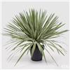 Enzo De Gasperi EDG Enzo De Gasperi pianta con vaso Agave Succulent H65 Soft touch