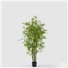 Enzo De Gasperi EDG Enzo De Gasperi Pianta Bamboo con vaso H 150 cm Verde