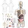 Generico Kit di assemblaggio modello di anatomia del corpo umano 4D, giocattoli didattici modello di cervello trasparente mezzo torso umano, strumenti di ricerca fisiologica, calze imbottite per bambini 6+