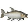 Papo - Pesce Tigre Golia - Figura di Pesce Realistica - 5,5 cm | Dai 3 anni, pesce predatore realistico per esplorare la vita acquatica giocando e stimolare la curiosità per la natura