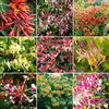 GardenersDream Lonicera Garden Ready Plant Mix | 3 x Caprifoglio Colorato | Arbusti Fioriti