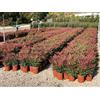 Vivai De Laurentiis Nandina Domestica 'Obsessed' vaso 19 cm