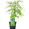Bloomique - Acer Palmatum Dissectum - Acero Giapponese - Foglia Verde - Pianta da Giardino - Resistente al Freddo - Alta 50-70 cm - Vaso 19 cm