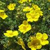 le Georgiche Vivai le Georgiche - Pianta vera di Potentilla fruticosa Goldfinger Cinquefoglia arbustiva 'Goldfinger' - vaso Ø 15 cm