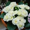 Generic primule - di selvatici esotici primule rampicanti, giardino roccioso balcone insoliti decorativo Decorazioni autunnali per 450semi