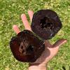 Generic Diospyros Digina - balcone colonnari Budino al cioccolato e sapote nero balcone esotico, a prova d'inverno cespugli di bacche frutteto 20semi