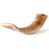 Nana Gifts Shofar tradizionale da Israele, strumento musicale naturale ebraico, suono chiaro, autentico corno Shofar, bellissimo suono Shofar, corno di ariete lucido (30,5 - 35,6 cm)