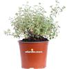eGarden.store Pianta vera di Nepeta X Faassenii - Nepitella fiore color lavanda ornamentale tappezzante da esterno venduta da eGarden.store
