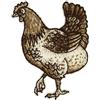 DMC mdc - Set di 3 toppe termoadesive a forma di gallina, 3,6 x 4,9 cm