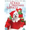 Lionsgate Dogs Christmas Miracle (DVD) Cynthia Gibb Greg Evigan Kendall Ryan Sanders