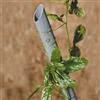 TENAX Stand Up Sostegno per Ortaggi, Altezza 230 cm, Diametro 2,7 cm, Grigio, Tutore per Orto