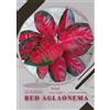 Petal Prodigy Red Aglaonema (Tascabile)