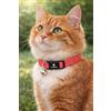Flamingo collare gatto - Elza rosso corallo 20-34 cm - nylon elastico riflettente con campanellino
