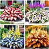 MHTSNW Hosta Vaso Rari Crescita Rapida Bellissimo Giardino.-4knolle-M