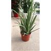 Vivai Decandia Giovanni PIANTA DI ALOE VERA VASO CM 17 COLTIVATA SENZA CONCIMI CHIMICI