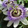 ClematisOnline 2 x Passiflora caerulea - Set di 2 piante rampicanti multicolore - Invernali & verde sempreverde - 2 X 1,5 litri