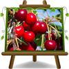 EURO PLANTS VIVAI Ciliegio Dolce Giorgia Innesto Franco Pianta da Frutto Età 4 Anni