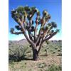 Generic 5 JOSHUA TREE Arbre Yucca Brevifolia Fleurs Blanches Cactus Graines Succulentes