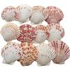 Zasvec Conchiglie Naturali 30 Pezzi Conchiglie di Mare Oceano 3-5 cm Grandi Conchiglie Misto Naturale Conchiglie Decorative Conchiglia di Capesante per Fai da Te Decorazioni