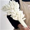 Songjum 100 Pezzi Arredamento Bouquet Secchi Phalaris Erba Naturale Pampas Soffice per Decorazione Casa e Matrimonio - Bianco