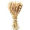 Songjum 100Spighe di Grano Fiori Secchi Fiori Naturali Essiccati di Grano Naturale Secco Pampas Erba Bouquet per Camino Casa Cucina Chiesa Tavolo Decorazione Boho Nozze Decor (Beige)