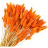 Songjum 120 pezzi fiori secchi coda di coniglio erba di coda di coniglio per fiori secchi erba di coda di coniglio essiccata per la decorazione della casa di nozze (colore arancione)