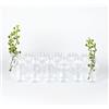 gouveo Set da 12 mini vasi in vetro (0,03 l) senza chiusura rotondi design bottiglia per fiore singolo fiori secchi e decorazioni da tavola (CBVT030)