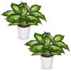 Arborus 2 piante artificiali in vasi bianchi, 25,9 cm, finta pianta di Dieffenbachia Finta Dieffenbachia foglie variegate piante in vaso piccole piante artificiali decorative per interni per casa