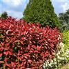 Vivaio di Castelletto Photinia Red Robin Fotinia Pianta da siepe in vaso h. 80/100 cm Vivaio di Castelletto