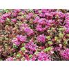 Generic vegherb 500 Samen der Stonecrop Sf234 (Sedum Coccineum)