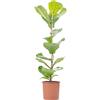 GardenersDream Ficus lyrata - Fico violino | Purificatore d'aria per interni | Pianta da appartamento alta in vaso